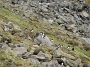 16 little auks colony